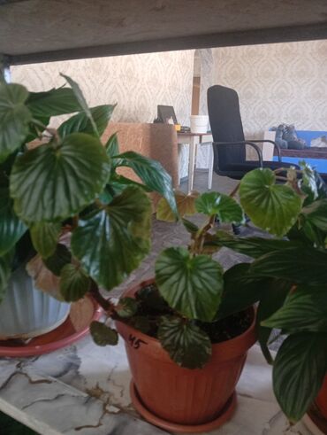 Другие комнатные растения: Представляем коллекцию комнатных растений, включающую несколько видов — 3