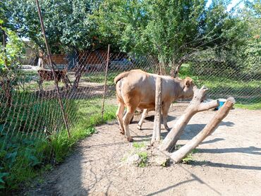 Dana, buzov: Məhsul: Dana (erkək) Təsvir: - Şəkillərdə görünən sağlam, ətlik — 6