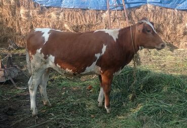 inək neçə aya doğur: 3 baş dana düye satılır 3ü 5600 tam sağlam malllardi