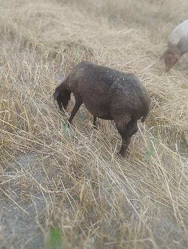 Qoyunlar, qoçlar: Dişi, il: 3, Damazlıq, Ünvandan götürmə — 13