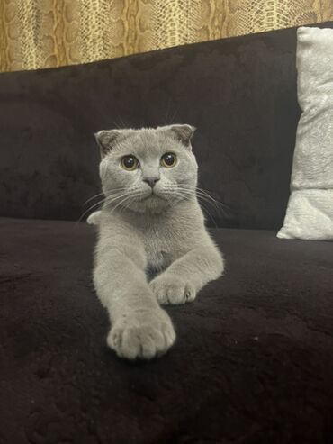 Pişiklər: Şotland, Erkək, Cütləşmə üçün — 4