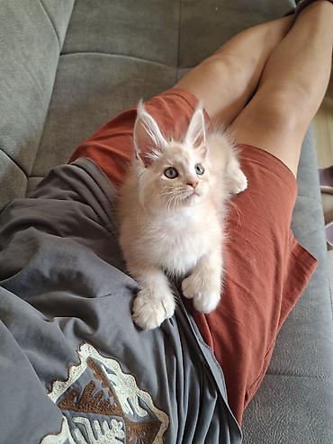 котята мэйн кун: 🐾 ЭКСКЛЮЗИВНЫЙ КОТЁНОК МЕЙН-КУН ПОЛИДАКТ 🐾 цена указана под кастрацию — 2
