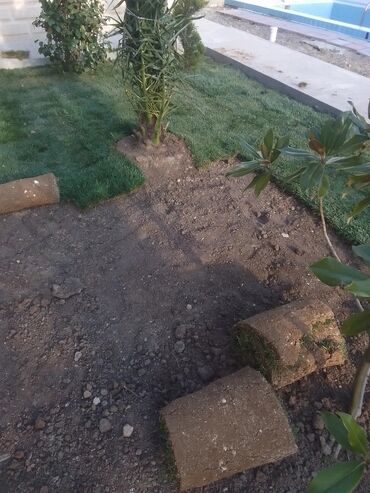 Şitillər: Qazon satışı enli yarpaq danimarka toxumuyla əkilmə qazon satışını -da lalafo.az — 30 Şitillər: Qazon satışı enli yarpaq danimarka toxumuyla əkilmə qazon satışını — 30