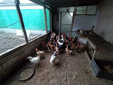 Toyuqlar: Toyuq, Damazlıq — 3