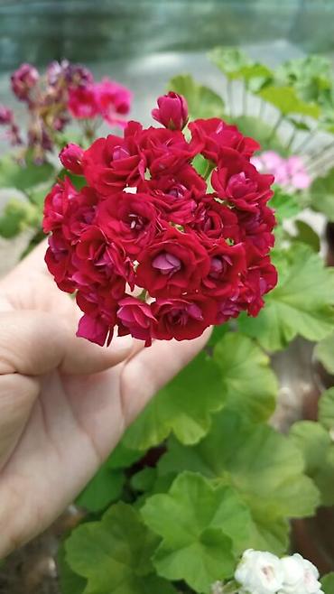 Герани и пеларгонии: Продаю сортовые розебудные пеларгонии, есть и старые хорошие сорта — 8