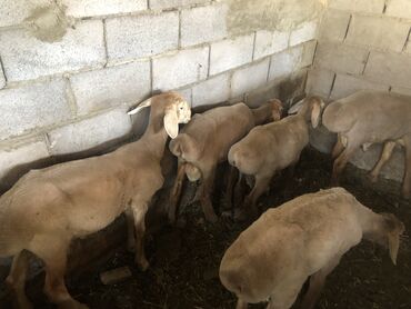 домики для хомяков купить: Продаю | Баран (самец) | Арашан | Для разведения | Племенные, Котные, Кастрированные