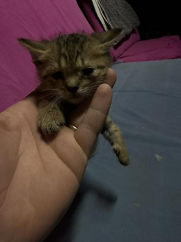 котята простые: Котята - Возраст: маленькие котята, только начинают активно изучать — 1