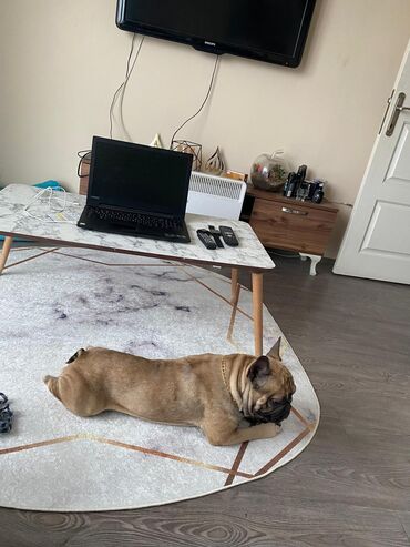 doberman itləri: Fransız buldoqu – sədaqətli, mehriban və enerjili yoldaş. cutleshmek