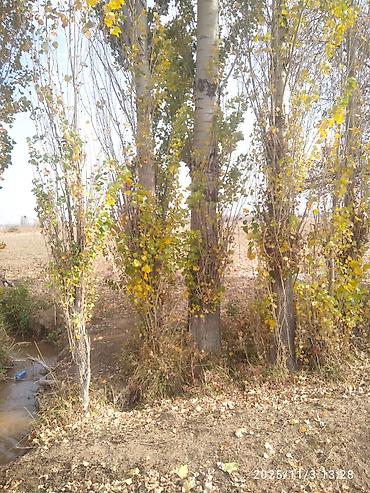 Тополь: Тополя для озеленения/живой изгороди - Порода: тополь (пирамидальный — 1