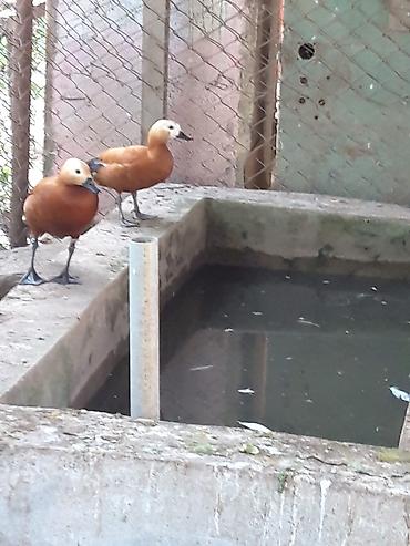 amadin qusu haqqinda: Narin ördəklər (Ruddy shelduck – turac rəngli su quşu) cütlük — 8