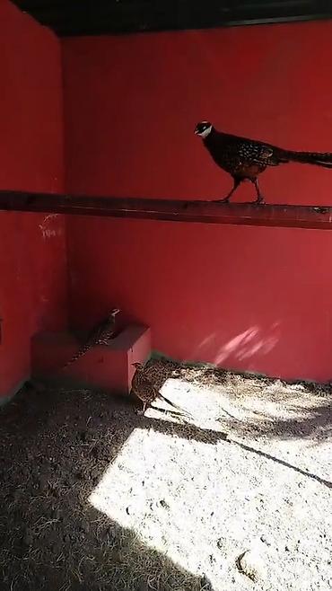 ördək balası və cücə: Kirali qirqovul satilir 3 fere 1 xoruz pula ehdiyac var diye — 1