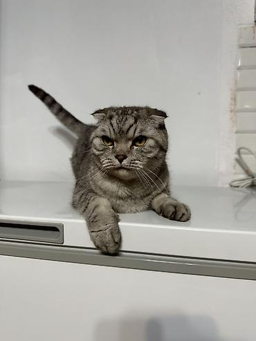 сөөл жан: Скотиш Фолд (Шотландиялык шалпаң кулак), 4 жаш, Эркек, Лотокко барууга үйрөтүлгөн — 2