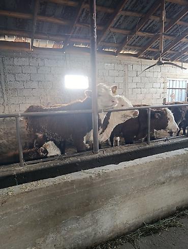 Коровы, быки: Продаю | Бык (самец) | Герефорд | На откорм | Племенные — 14