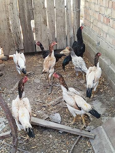 коротколапая кошка: Продаю | Цыплята | Бойцовая | Для разведения — 3