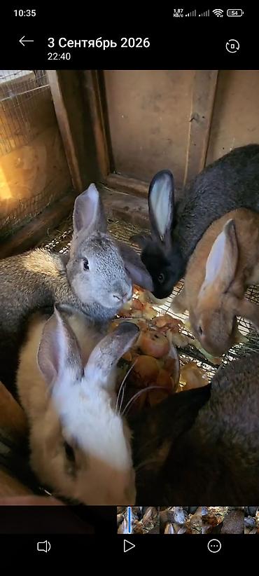 дойные коровы токмок: Продаю | Крольчата | Для разведения — 3