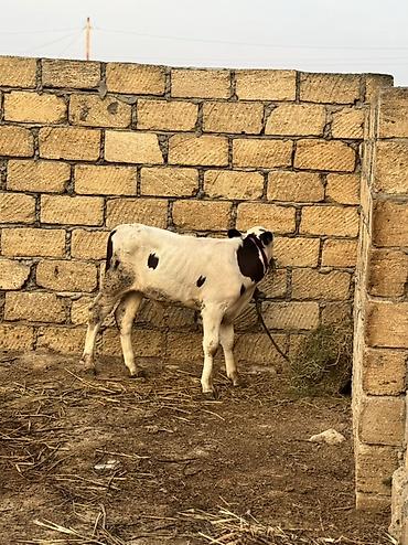 danlar: 2 aylıq erkək simmental dana satılır. Super heyvandır. Rəngi qara — 4