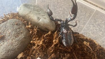 Другие животные: Императорский скорпион любит зоофобусов и мучнеков, отдаю с кормом