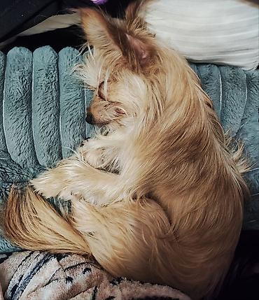 york terrier: Yorkshire Terrier balası satılır(hipoalerjenik )-Goldast, erkek. Çox — 2