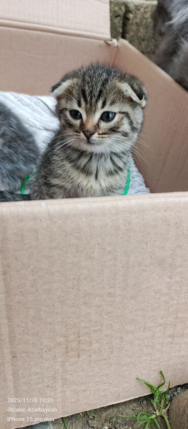 Pişiklər: Şotland yastı qulaq — 19