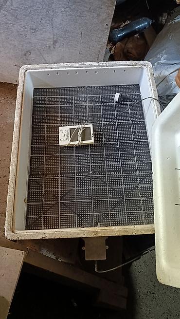 mini generator satışı: 100 yumurta, Rusiya, Bütün növ quşlar üçün — 3