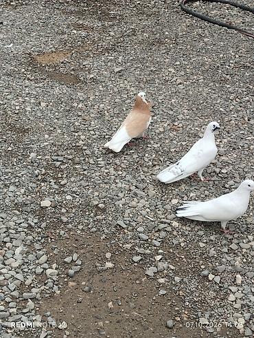 ev iti balaca: Sari ag bas ag quyruq heyvan erkəydi bala vaxtı paralic.olub sonra — 2