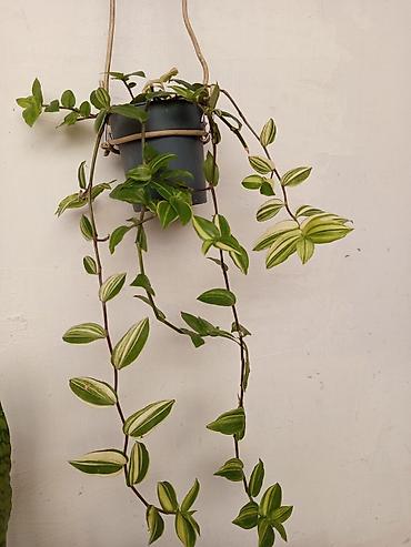 Asılan saksıda sarmaşan Tradescantia (inch plant) – yaşıl və krem