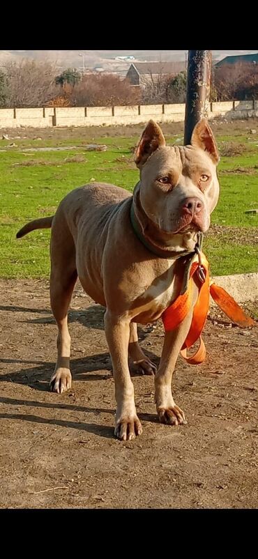 İtlər: Pitbul, 1 il, Dişi, Peyvəndli, Ödənişli çatdırılma — 1