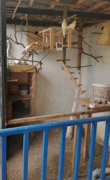 Quş: 9 ədəd korella bir ailədən çoxalıb. Hazırda 4 cüt dur yumurtlayır — 12