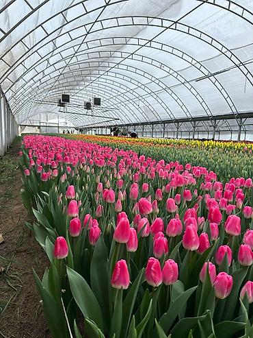 Букеты из живых цветов: Голландские Тюльпаны Оптом и в розницу!И Розы размеры 70см 80 см и 60 — 8