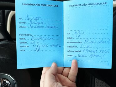 İtlər: •	Yaşı: 4 aylıq (5 aylığa keçəcək) 	•	Tam aktiv və sağlamdır 	•	Bütün — 7