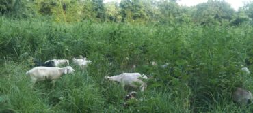 Süd: Keci sudu satilir.Qiymeti 3 manat.catdirilma var(odeniwli)!!Baki wheri — 10