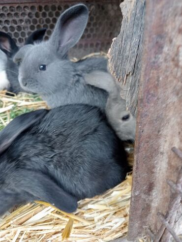 кролики бишкек: Продаю | Крольчата