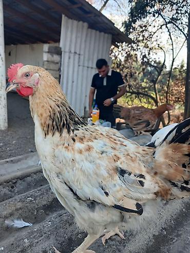 попугай ара цена: Damazlıq Kənd Serebrist Fərələri Xoruzları Salamlar Gününüz Uğurlu — 10