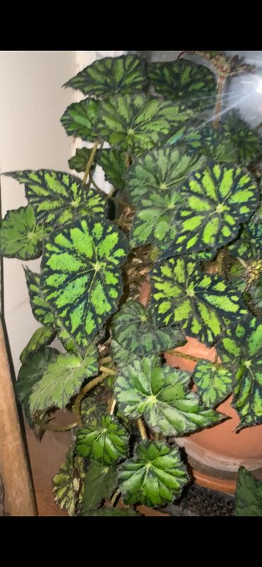 Otaq bitkiləri: Beqonya yarpaqlari koklu biri 1 azn. Minimum 5 ede satilir. Catdirilma — 11