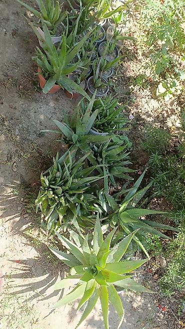 aloe vera: Müalicəvi Aloe Vera bitkisi, çox xeyirlidir, kosmetologiyada və xalq — 3