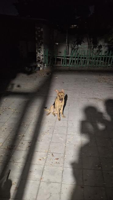 it gəncə: Alman çoban iti, 6 ay, Erkək, Peyvəndli — 3