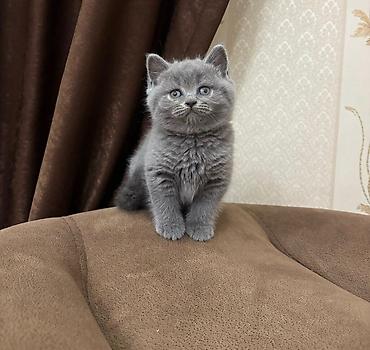 Кошки: Британская, Самка, В добрые руки, Бесплатная доставка — 1
