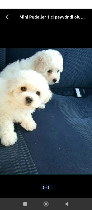 взять бесплатно котёнка: Pudel, 2 ay, Peyvəndli lalafo.az -da взять бесплатно котёнка: Pudel, 2 ay, Peyvəndli