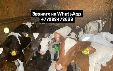 Коровы, быки: Продаю | Корова (самка), Бык (самец), Тёлка | Ангус, Герефорд, Алатауская | На откорм, На забой, Для разведения | Племенные, Осеменитель, Стельные