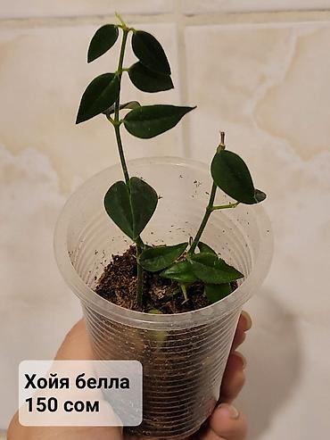 Хойи: Хойи
Цены и названия на фото — 14