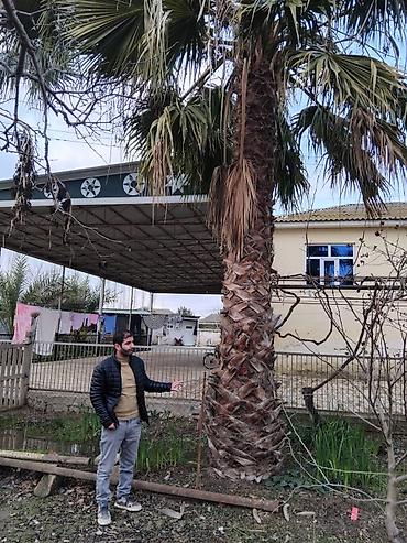 sakura agaci: Palma Vaşinqton . 3 metreden 8 9 metreye kimi 1 ədədi 400manatdan — 1