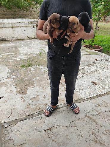 İtlər: Zvonok, 1 ay, Dişi — 15