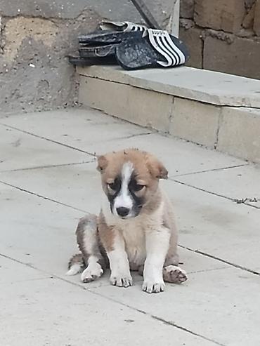 1 aylık doberman: Qurdbasar — 1