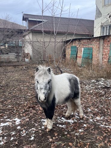 продаю шерсть: Пони Жеребец, 4 года Спокойный, обученный! Детей любит Шотландской