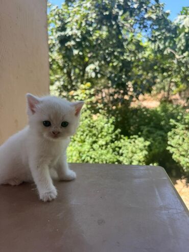 pişik pişik: Şotland, Dişi, Yaxşı əllərə, Ödənişli çatdırılma