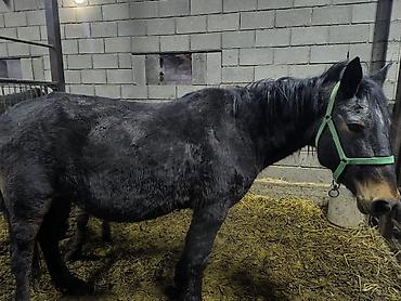 Лошади, кони: Продаю | Кобыла (самка) | Для разведения — 2