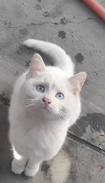 Отдам даром кошку: Кошка даром: Сиамская, 2 месяца, Девочка, Приучена к лотку — 4