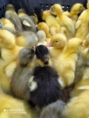 аксессуары для животных: Бройлерные утята суточные и подрощенные,суточные цыплята разных пород