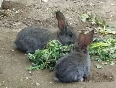 karlik dovşanlar: Velikan temiz qan 2 yliqdirlar yem yeyirler qiymet birine aidir bir