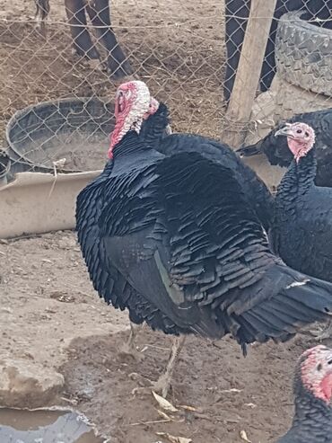 домик для котенка: 6 мин черный принц ошто